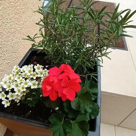 Apartman Sandra -Private Parking And Garden 扎达尔 外观 照片